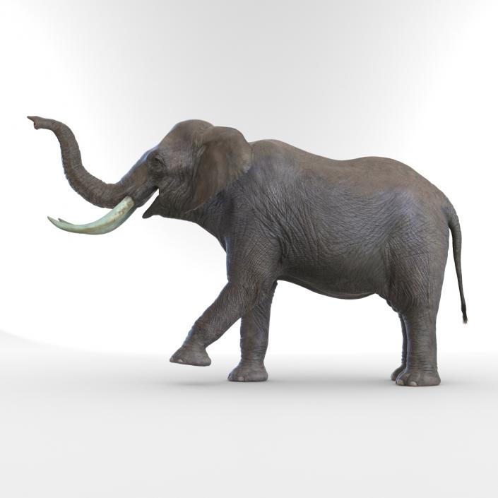 3D model Elephant Rigged