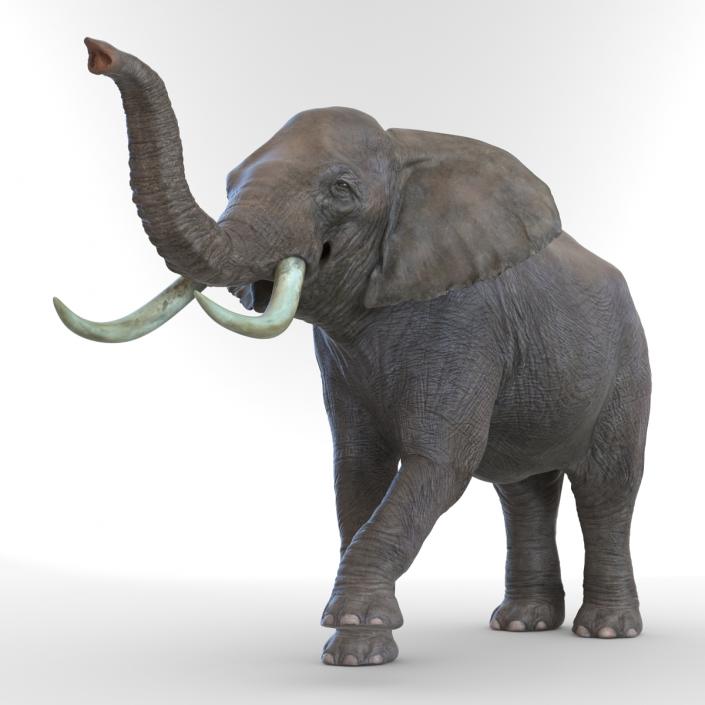 3D model Elephant Rigged