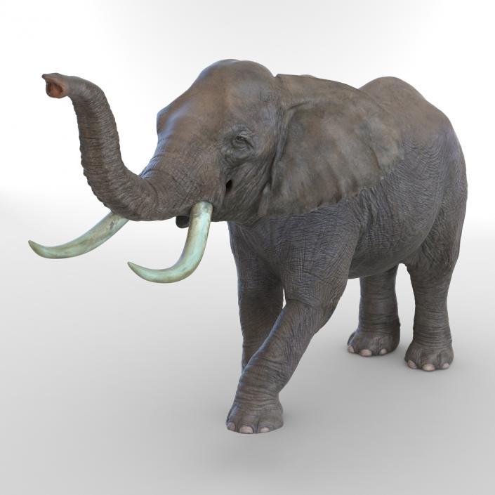 3D model Elephant Rigged