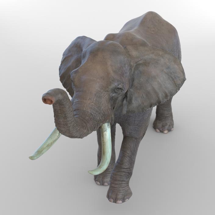 3D model Elephant Rigged