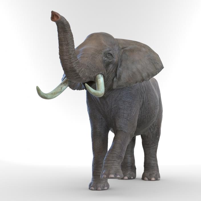 3D model Elephant Rigged