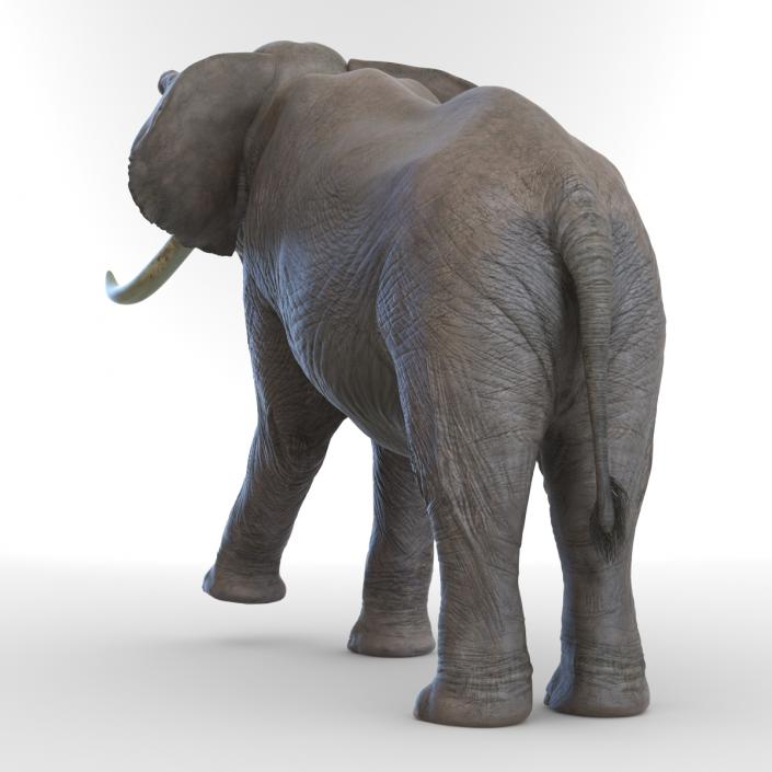 3D model Elephant Rigged