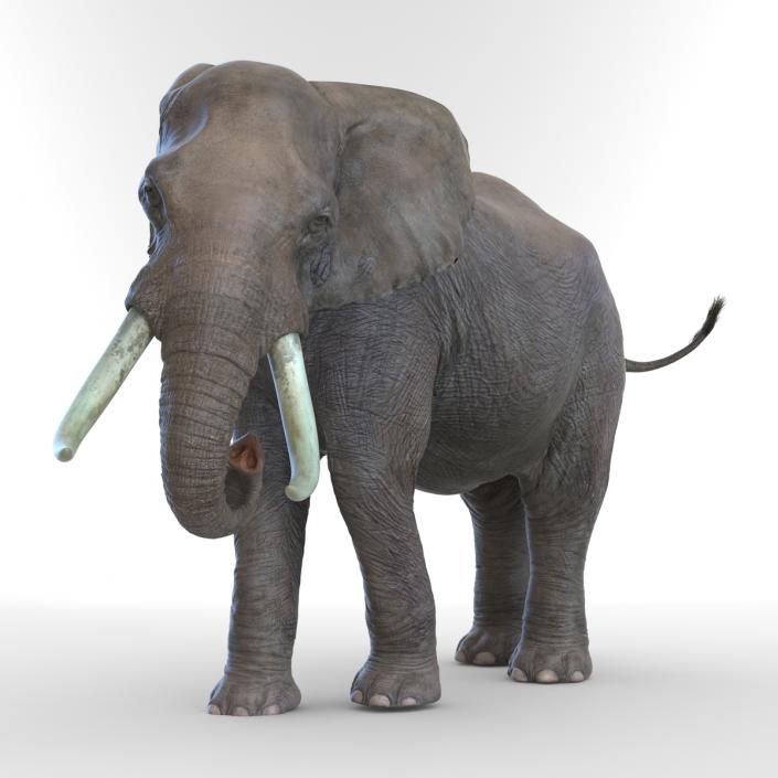 3D model Elephant Rigged