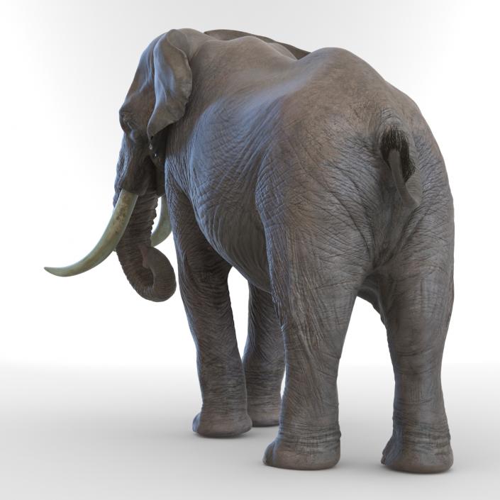 3D model Elephant Rigged