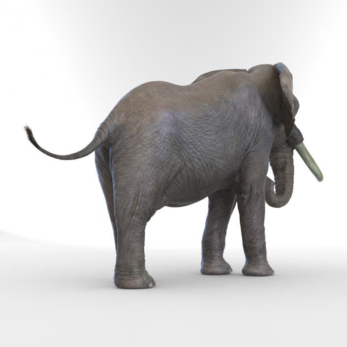 3D model Elephant Rigged