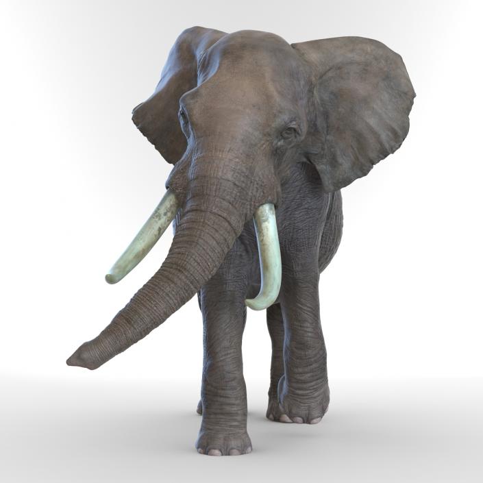 3D model Elephant Rigged