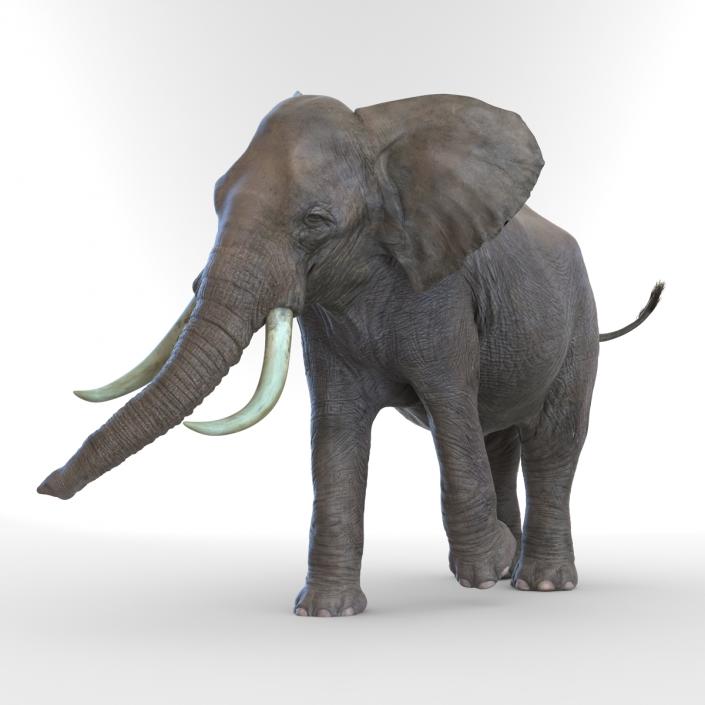 3D model Elephant Rigged