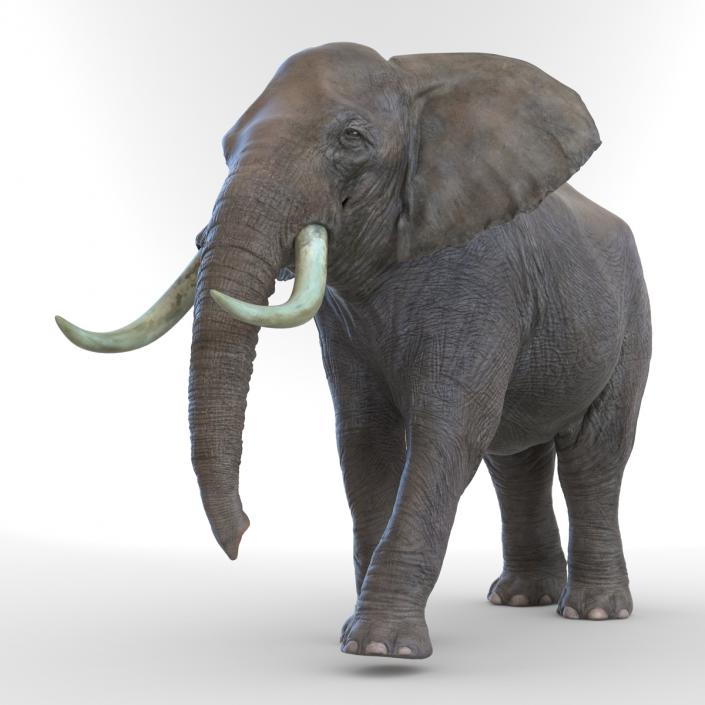 3D model Elephant Rigged