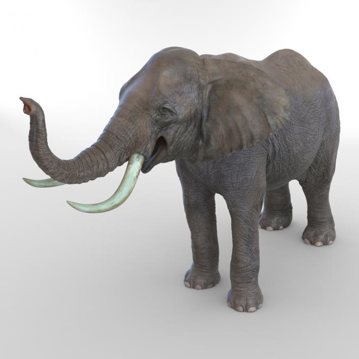 3D model Elephant Rigged