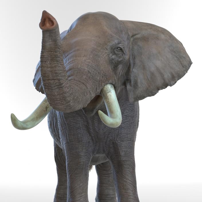 3D model Elephant Rigged