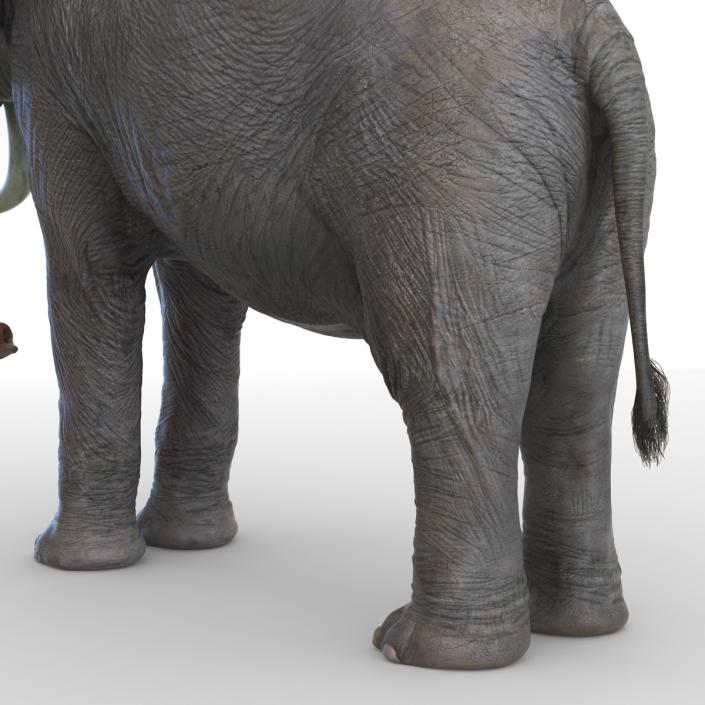 3D model Elephant Rigged