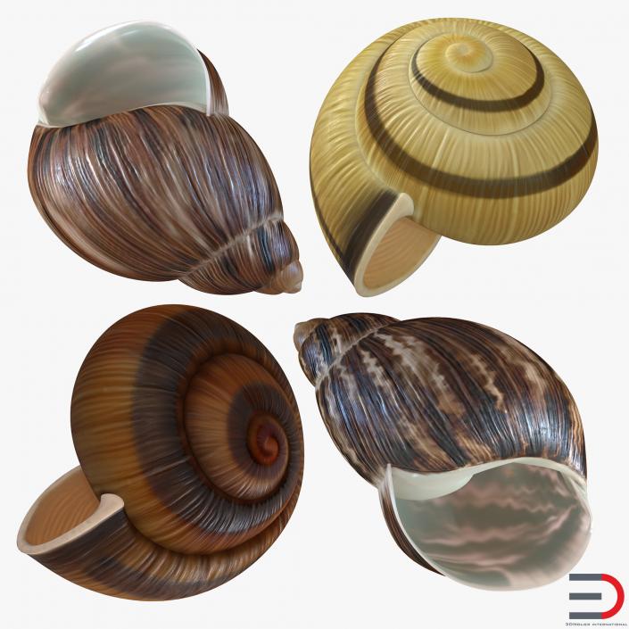 3D Snail Shells Collection model