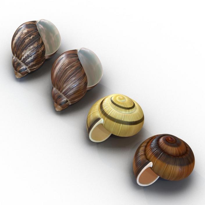 3D Snail Shells Collection model