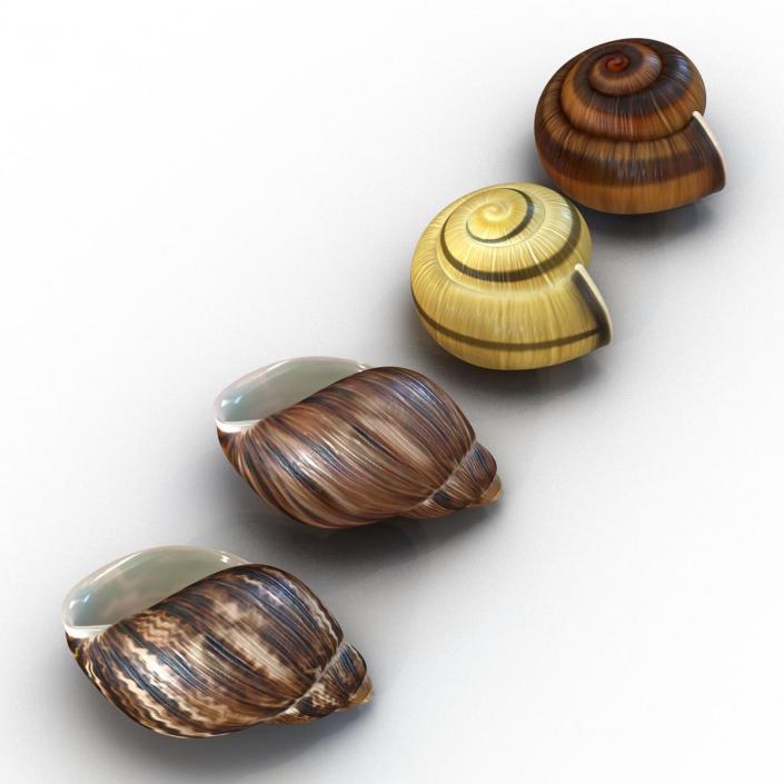 3D Snail Shells Collection model