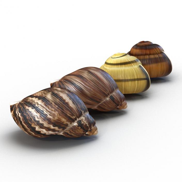 3D Snail Shells Collection model