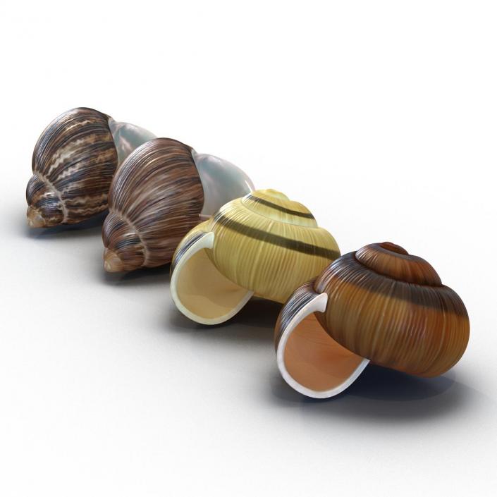 3D Snail Shells Collection model