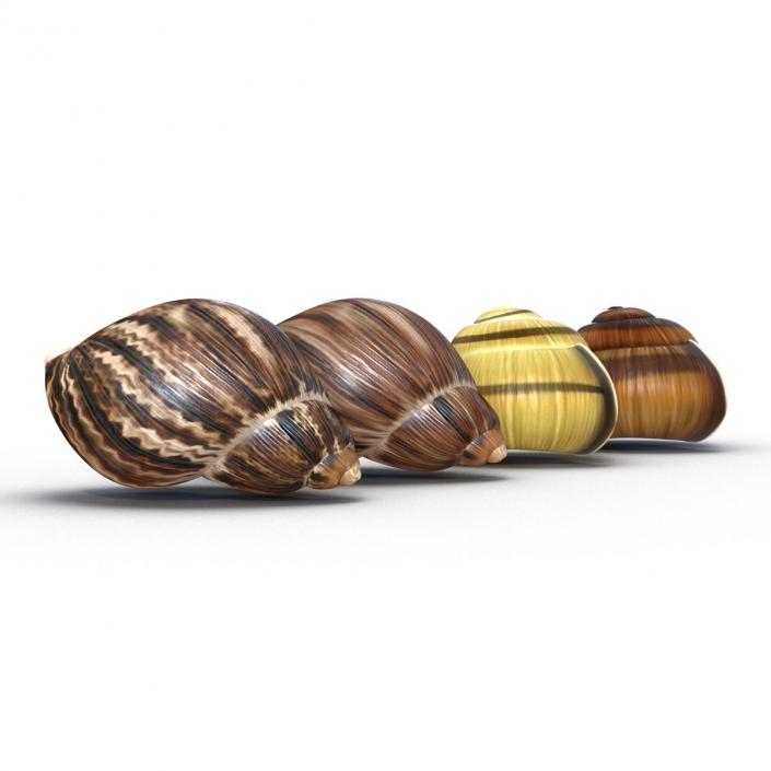 3D Snail Shells Collection model