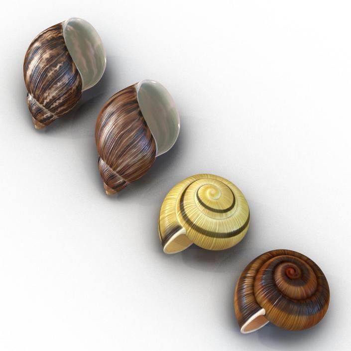 3D Snail Shells Collection model