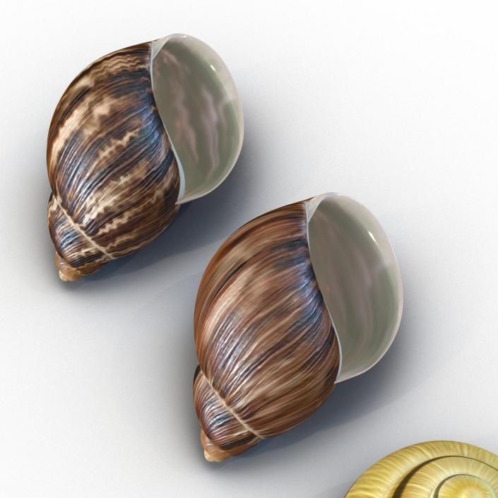 3D Snail Shells Collection model