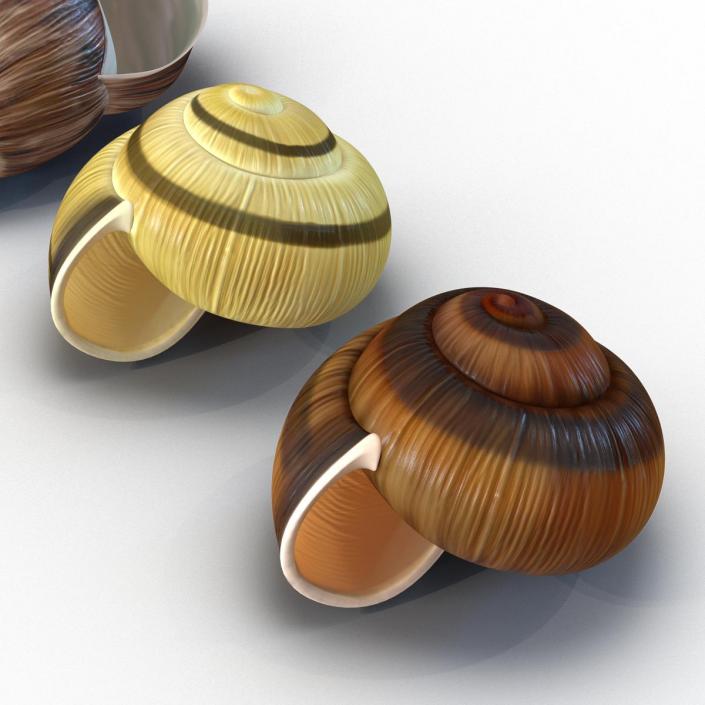 3D Snail Shells Collection model