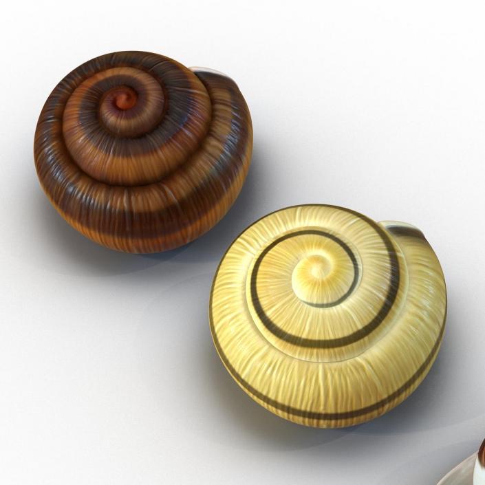 3D Snail Shells Collection model