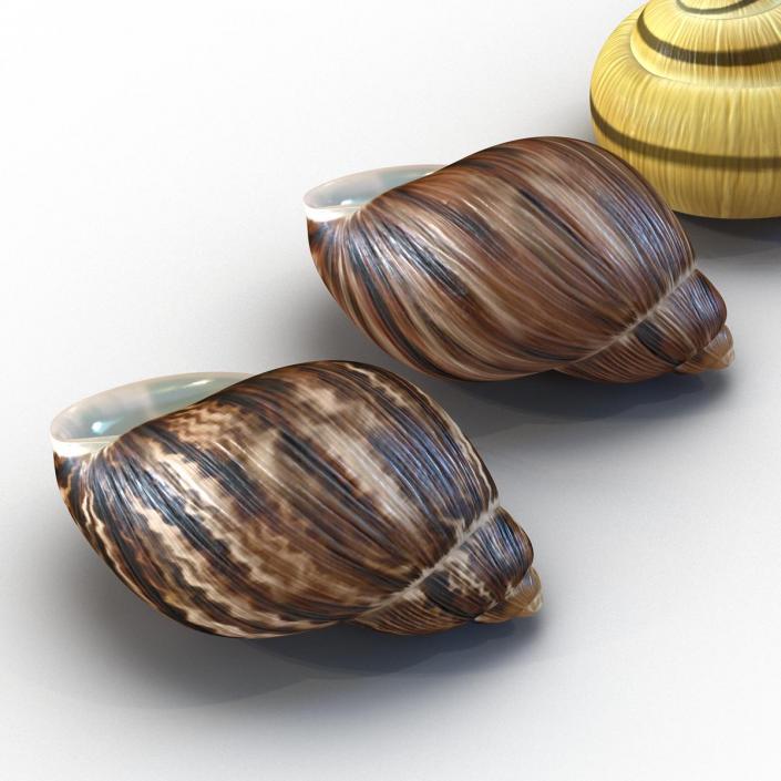 3D Snail Shells Collection model