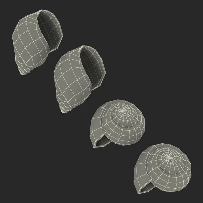 3D Snail Shells Collection model