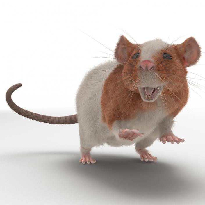 Rat 3 Rigged 3D