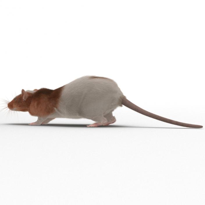 Rat 3 Rigged 3D