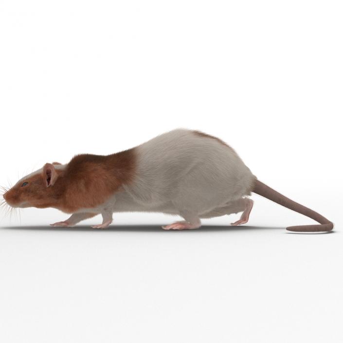 Rat 3 Rigged 3D