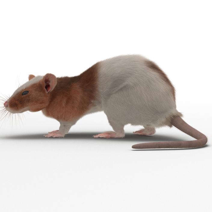 Rat 3 Rigged 3D