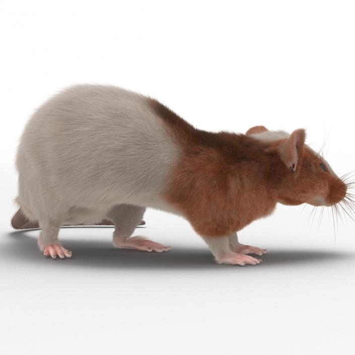 Rat 3 Rigged 3D