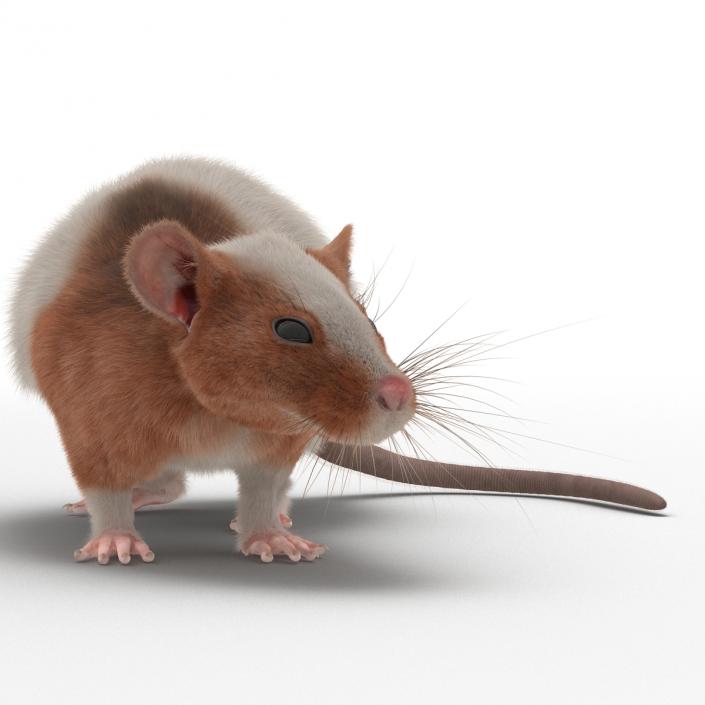 Rat 3 Rigged 3D