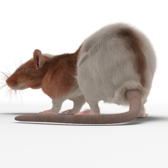 Rat 3 Rigged 3D