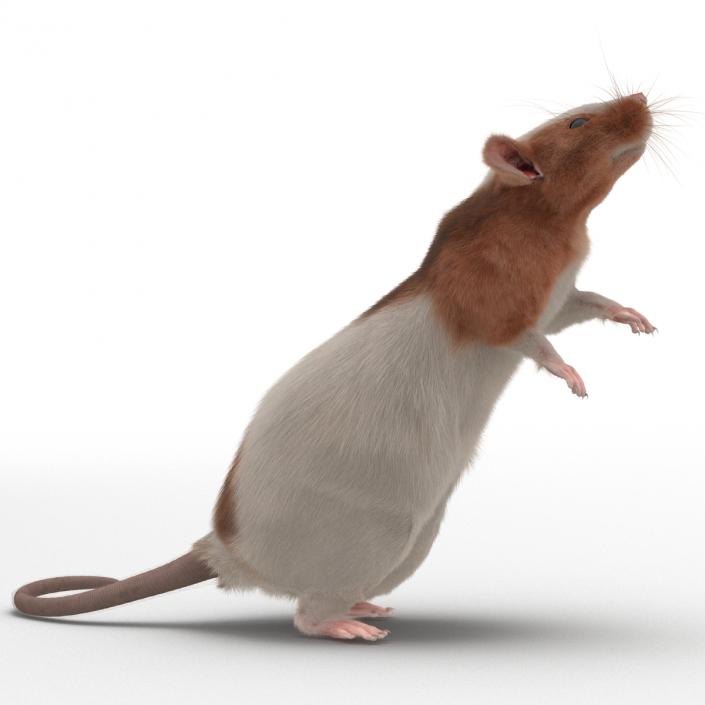 Rat 3 Rigged 3D