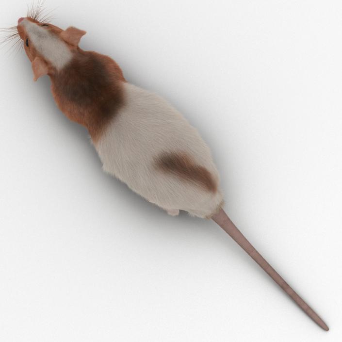 Rat 3 Rigged 3D