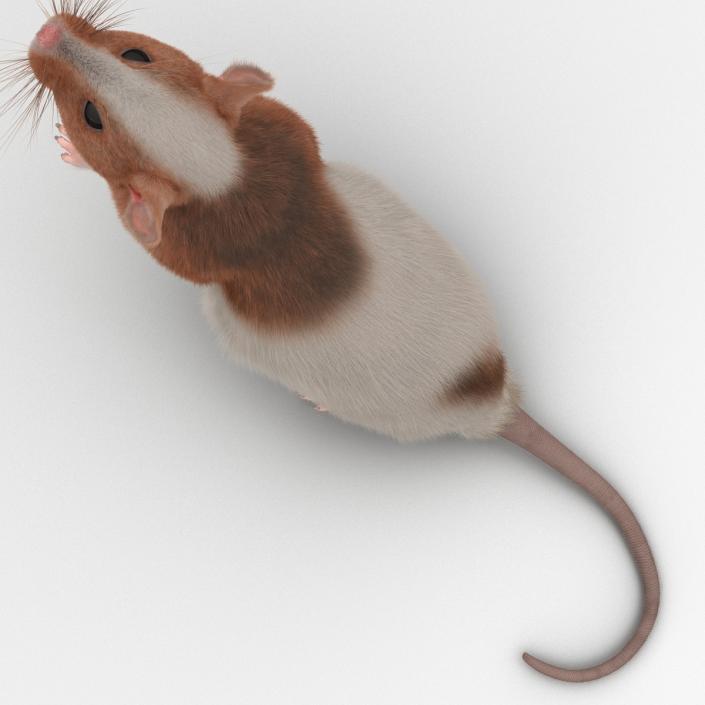 Rat 3 Rigged 3D