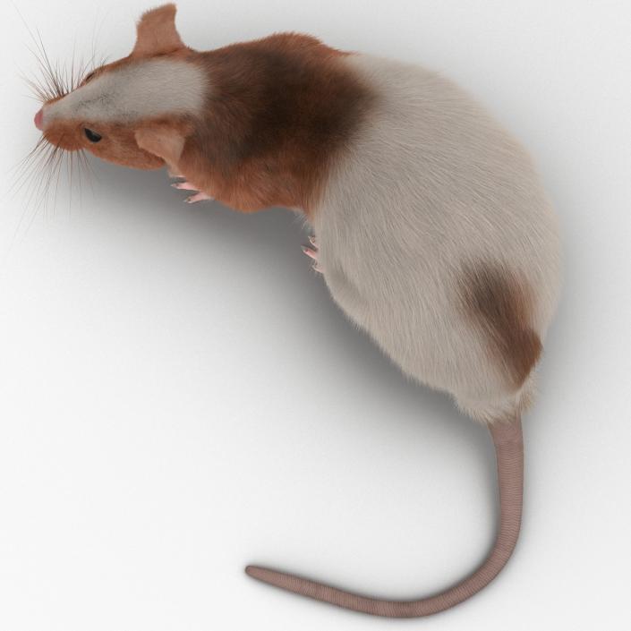 Rat 3 Rigged 3D