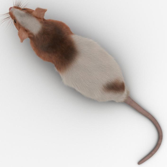 Rat 3 Rigged 3D