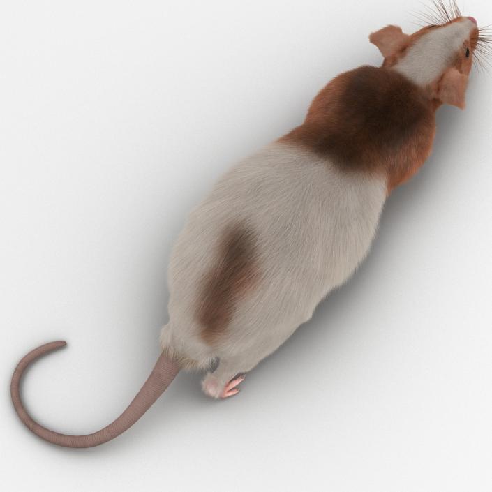 Rat 3 Rigged 3D