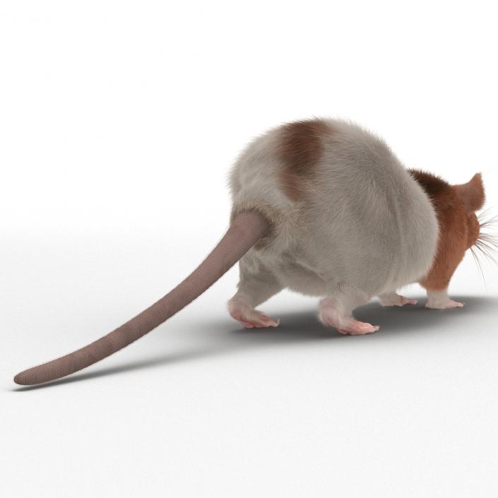 Rat 3 Rigged 3D