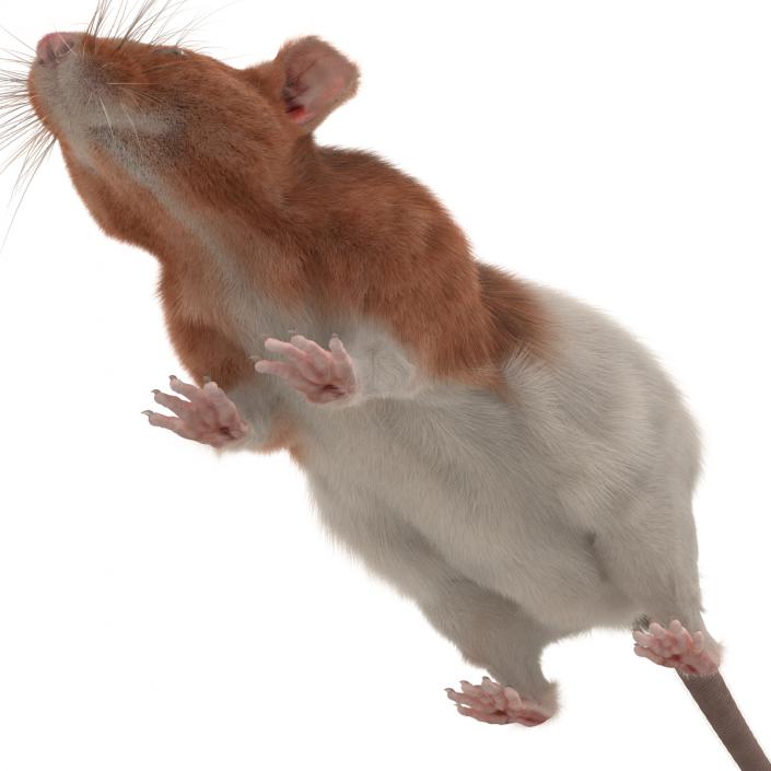 Rat 3 Rigged 3D