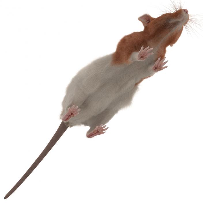 Rat 3 Rigged 3D