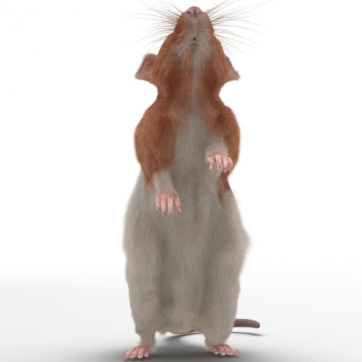 Rat 3 Rigged 3D