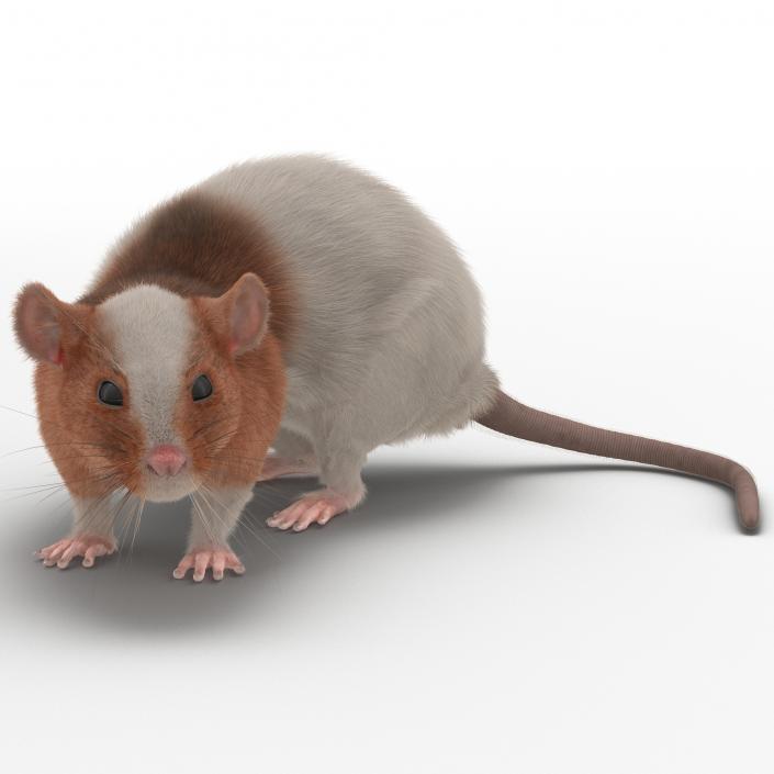 Rat 3 Pose 5 3D