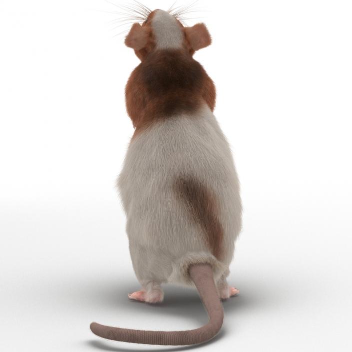 Rat 3 Rigged 3D