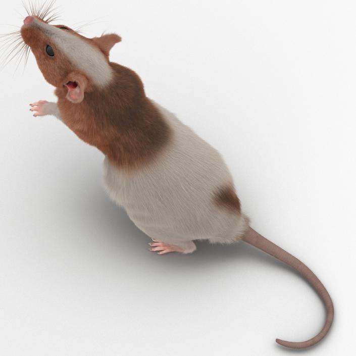 Rat 3 Rigged 3D