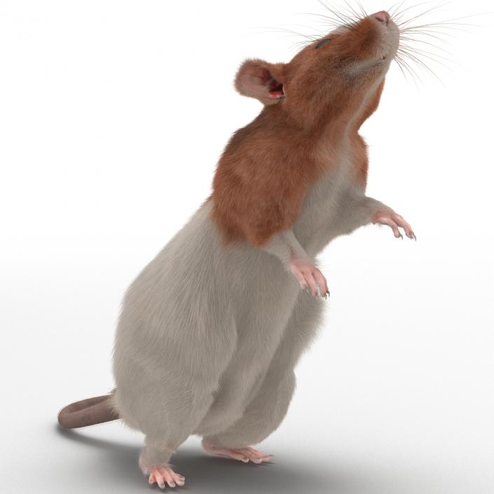 Rat 3 Rigged 3D