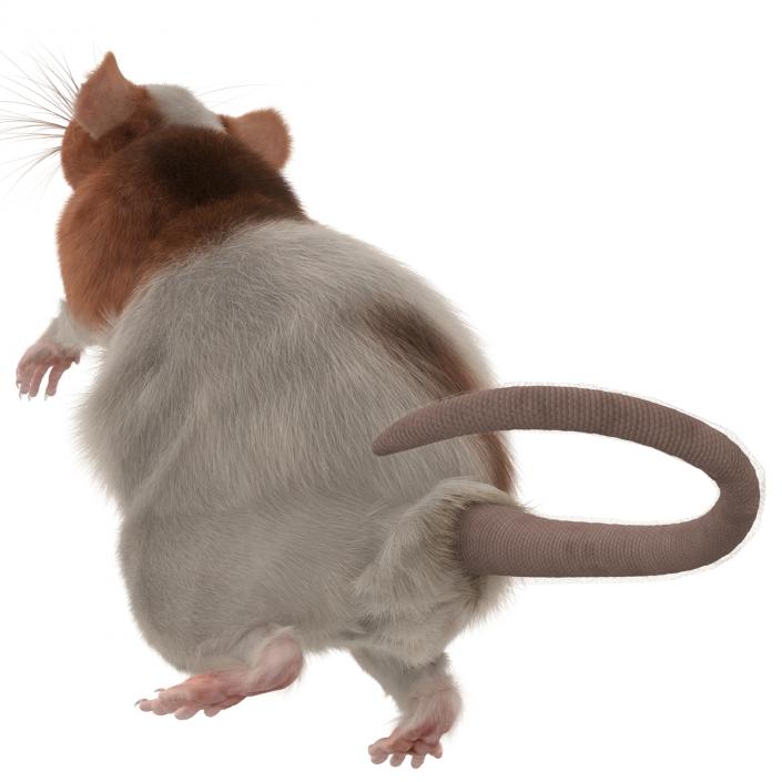 Rat 3 Rigged 3D