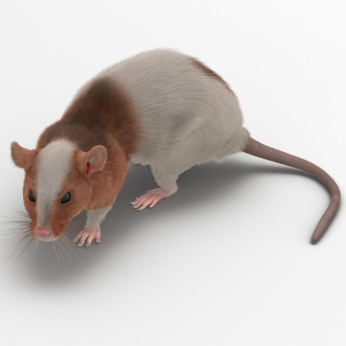 Rat 3 Pose 5 3D